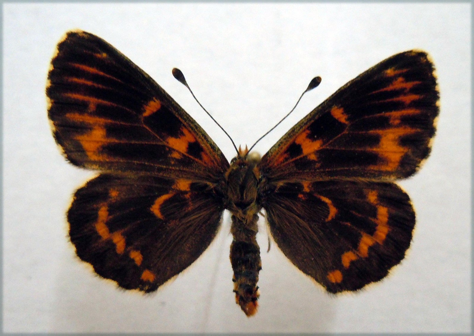 Melitaea athalia (aberrant, heath fritillary) (Internet Image property of respective owner, non-commercial use only)